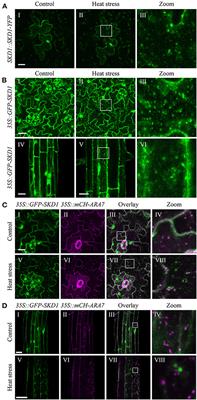 Heat Stress-Dependent Association of Membrane Trafficking Proteins With mRNPs Is Selective